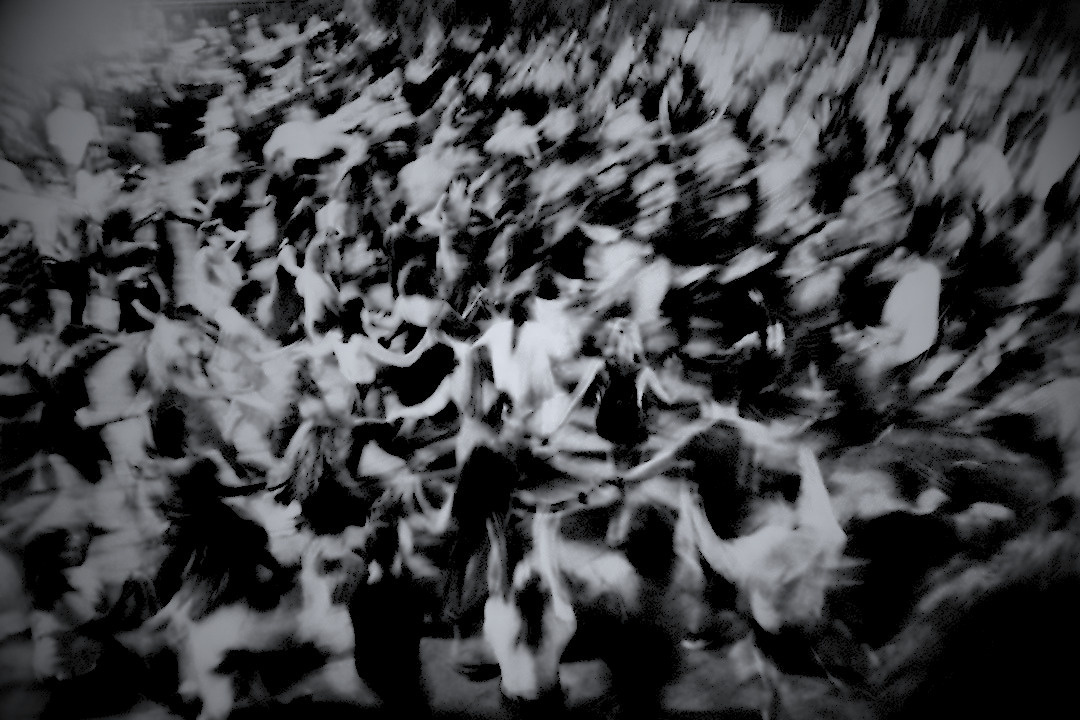 [LIVE ENVIRONMENT — TO REPLACE]